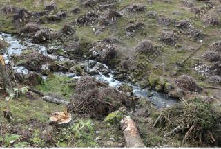 Photo Reference of Background Forest